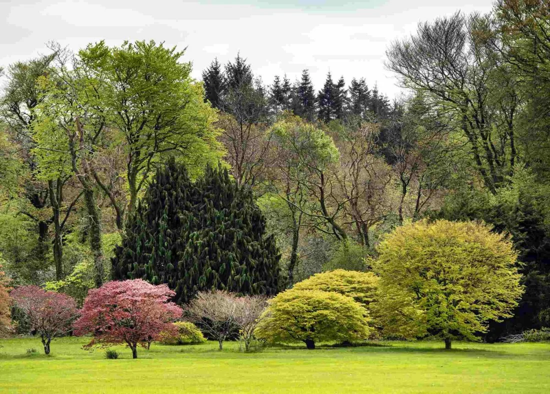 Spring trees and flowering shrubs in the John F. Kennedy Arboretum